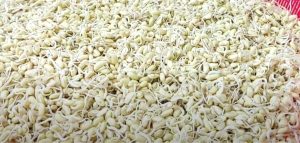 bột mầm đậu nành